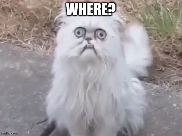 Ugly cat | WHERE? | image tagged in ugly cat | made w/ Imgflip meme maker