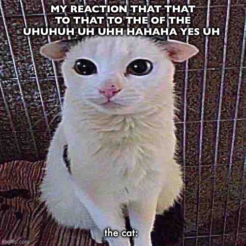 silly cat | MY REACTION THAT THAT TO THAT TO THE OF THE UHUHUH UH UHH HAHAHA YES UH; the cat: | image tagged in cat,silly,polygon donut,funny,goofy ahh | made w/ Imgflip meme maker