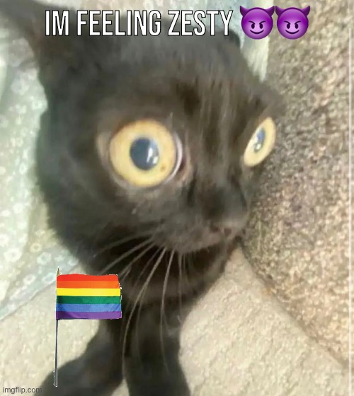 zest fest | IM FEELING ZESTY 😈😈 | image tagged in silly,cat,meme,polygon donut,zesty,pride | made w/ Imgflip meme maker