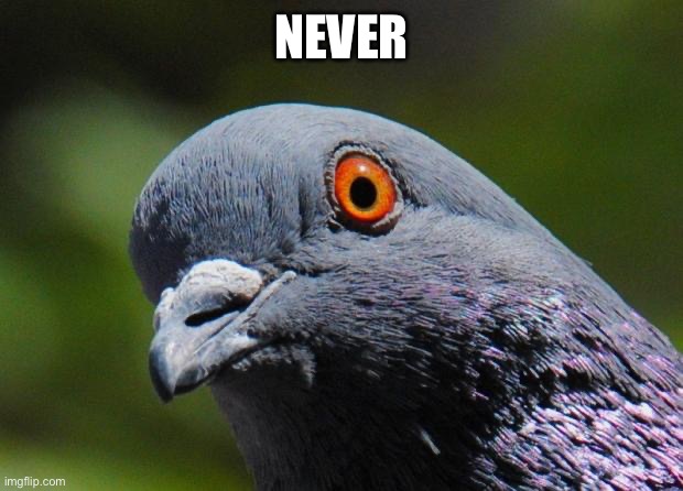 Pigeon | NEVER | image tagged in pigeon | made w/ Imgflip meme maker