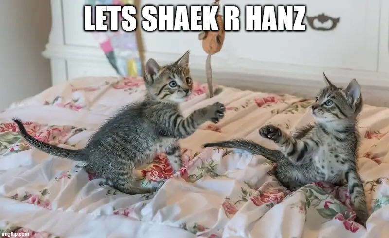 LOLCats | LETS SHAEK R HANZ | image tagged in cats,lol,handshake | made w/ Imgflip meme maker