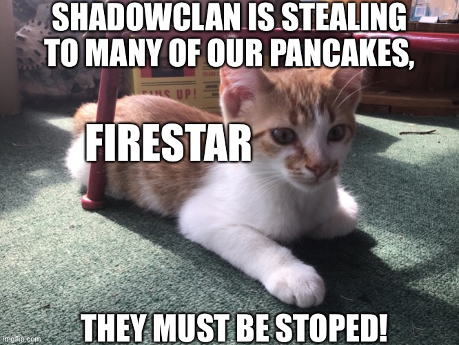 Another Firestar and his pancakes meme | SHADOWCLAN IS STEALING TO MANY OF OUR PANCAKES, FIRESTAR; THEY MUST BE STOPED! | image tagged in a nother ginger kitten | made w/ Imgflip meme maker
