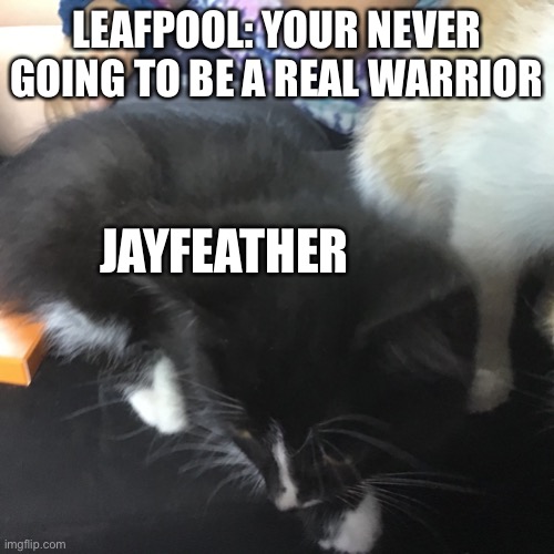 Poor Jaykit | LEAFPOOL: YOUR NEVER GOING TO BE A REAL WARRIOR; JAYFEATHER | image tagged in kit | made w/ Imgflip meme maker