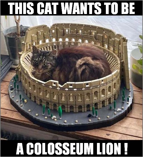 He Can Have A Dream ... | THIS CAT WANTS TO BE; A COLOSSEUM LION ! | image tagged in cats,colosseum,dreams | made w/ Imgflip meme maker