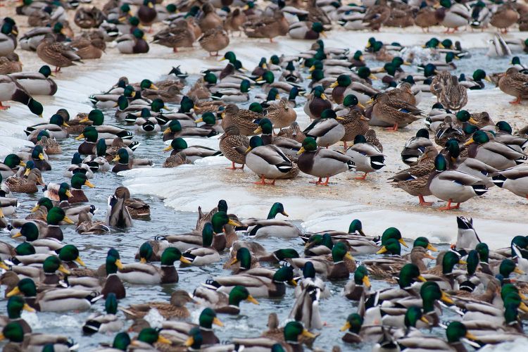 DUCK ARMY!!! Blank Meme Template