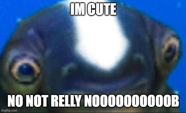 lol | IM CUTE; NO NOT RELLY NOOOOOOOOOOB | image tagged in subnautica seamoth cuddlefish | made w/ Imgflip meme maker