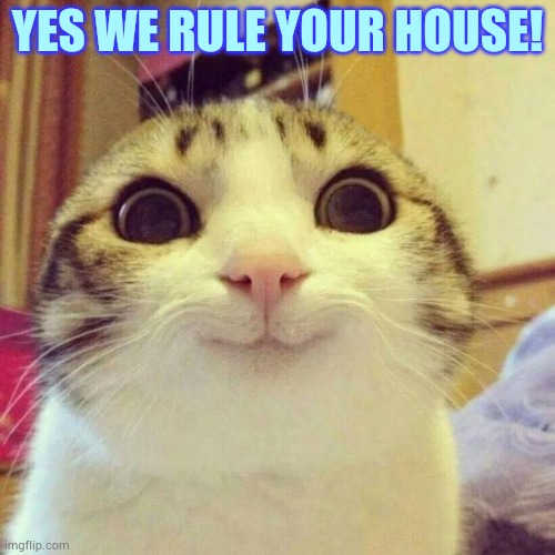 Smiling Cat Meme | YES WE RULE YOUR HOUSE! | image tagged in memes,smiling cat | made w/ Imgflip meme maker