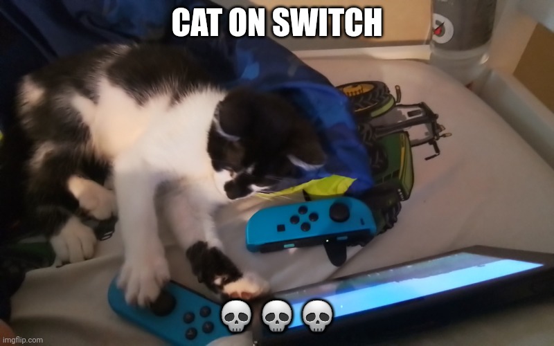 The cat is a gamer | CAT ON SWITCH; 💀💀💀 | image tagged in cat on switch,game,minecraft | made w/ Imgflip meme maker