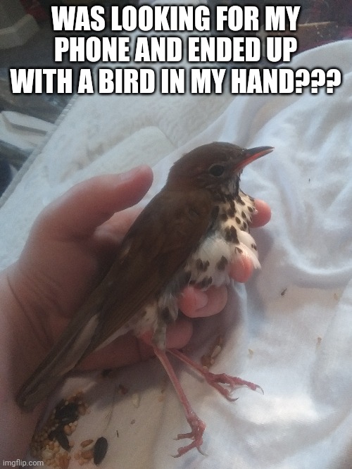 WAS LOOKING FOR MY PHONE AND ENDED UP WITH A BIRD IN MY HAND??? | made w/ Imgflip meme maker