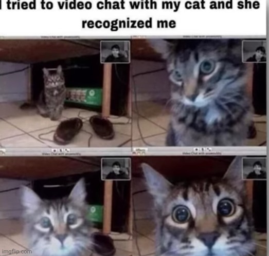 Meme #2,284 | image tagged in memes,repost,video,cats,funny,cute | made w/ Imgflip meme maker