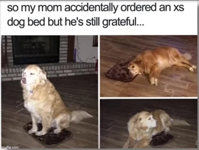 Meme #2,285 | image tagged in dogs,memes,repost,bed,funny,small | made w/ Imgflip meme maker