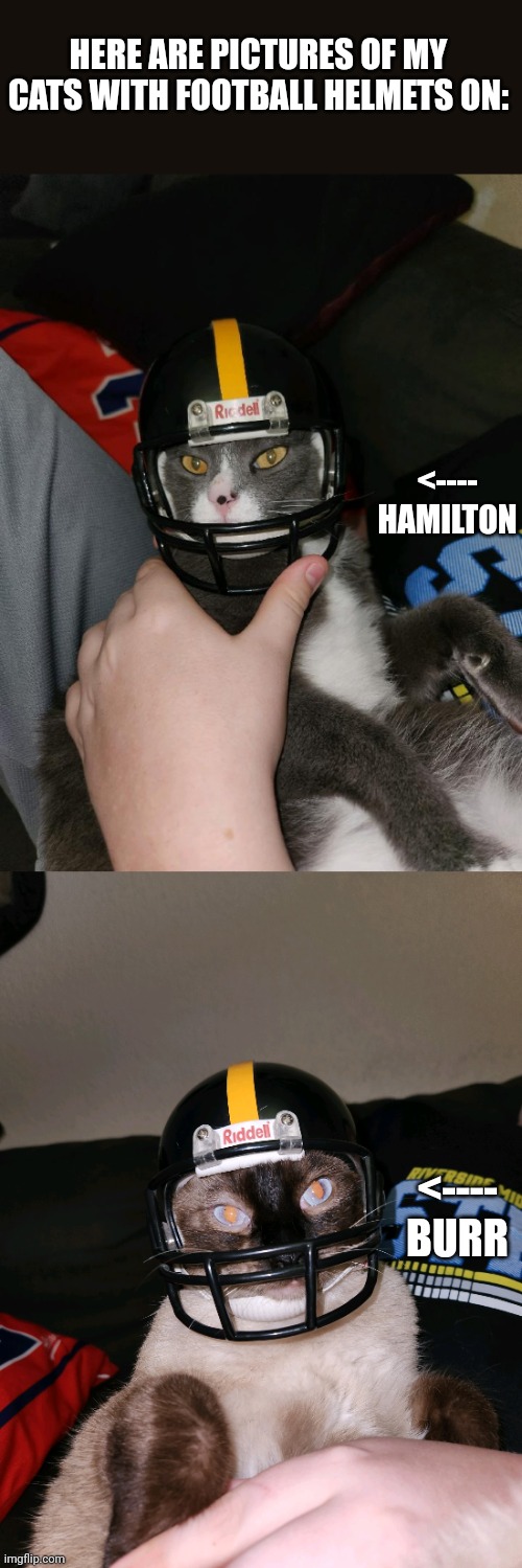 They are very nice bois :) | HERE ARE PICTURES OF MY CATS WITH FOOTBALL HELMETS ON:; <---- HAMILTON; <---- BURR | image tagged in cats,football,kittens,cute cat | made w/ Imgflip meme maker
