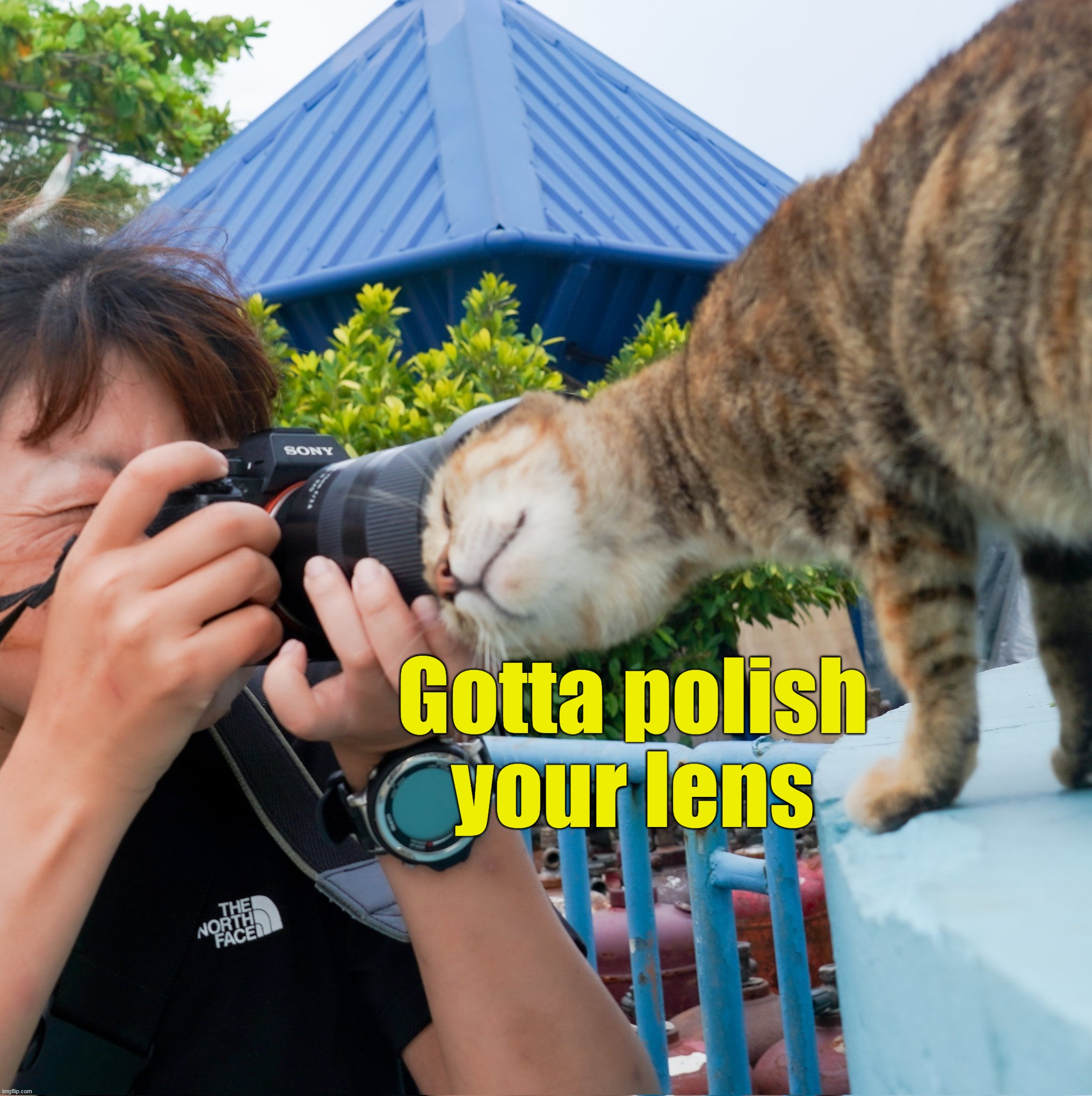 Gotta polish your lens | image tagged in meme,memes,funny,cat,cats | made w/ Imgflip meme maker