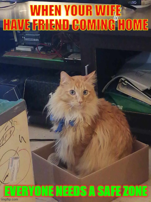 safe zone | WHEN YOUR WIFE HAVE FRIEND COMING HOME; EVERYONE NEEDS A SAFE ZONE | image tagged in cat,box | made w/ Imgflip meme maker