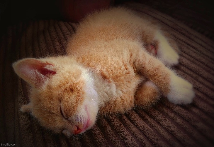 Sleeping kitten | image tagged in sleeping,kitten,ginger,cats | made w/ Imgflip meme maker