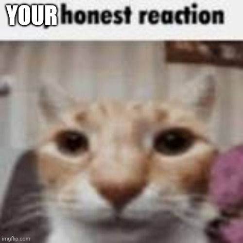 My Honest Reaction | YOUR | image tagged in my honest reaction | made w/ Imgflip meme maker