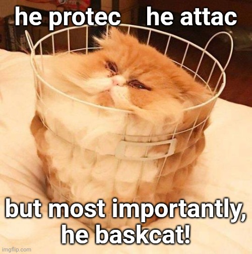 he protec    he attac; but most importantly,
he baskcat! | image tagged in memes,he protec he attac but most importantly,baskcat | made w/ Imgflip meme maker