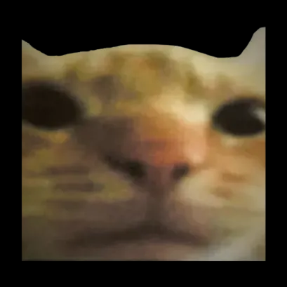 High Quality cat Blank Meme Template