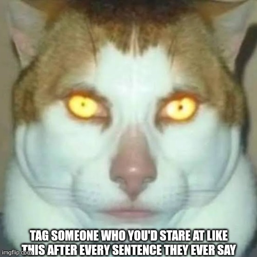 Sigma Cat | TAG SOMEONE WHO YOU'D STARE AT LIKE THIS AFTER EVERY SENTENCE THEY EVER SAY | image tagged in sigma cat | made w/ Imgflip meme maker