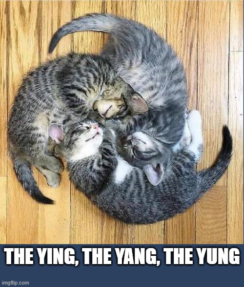 These Kittens are Spiraling Out of Control | THE YING, THE YANG, THE YUNG | image tagged in vince vance,cats,i love cats,kittens,meow,funny cat memes | made w/ Imgflip meme maker