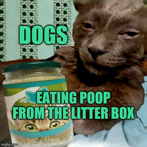 The dogs are going to get stoned. | DOGS EATING POOP FROM THE LITTER BOX | image tagged in ship osta 4 lyfe,cats,dogs,poop,stoned,surprise | made w/ Imgflip meme maker