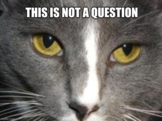 unsettled tom II | THIS IS NOT A QUESTION | image tagged in unsettled tom ii | made w/ Imgflip meme maker