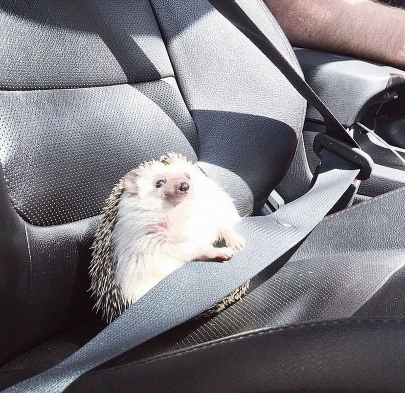 Car Hedgehog Blank Meme Template