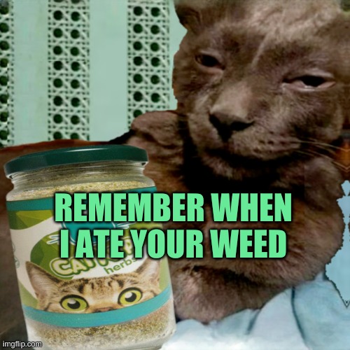 Shit Poster 4 Lyfe | REMEMBER WHEN I ATE YOUR WEED | image tagged in ship osta 4 lyfe,weed,catnip,cats,stoned,pepperidge farms remembers | made w/ Imgflip meme maker
