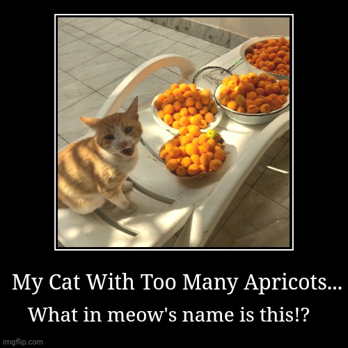 My Cat With Too Many Apricots... | What in meow's name is this!? | image tagged in demotivationals,cats | made w/ Imgflip demotivational maker