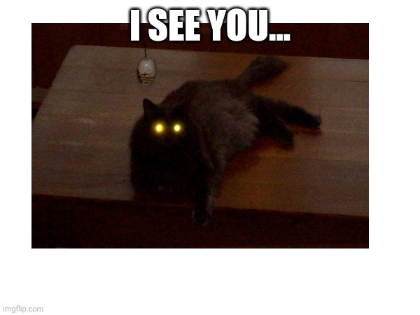 I See You... | I SEE YOU... | image tagged in cats | made w/ Imgflip meme maker