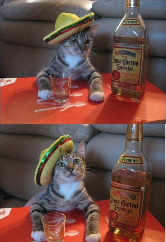 High Quality Tequila cat 2 Blank Meme Template