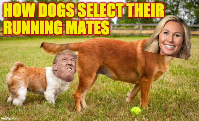 With apologies to doggos. | HOW DOGS SELECT THEIR
RUNNING MATES | image tagged in memes,trump,mtg | made w/ Imgflip meme maker