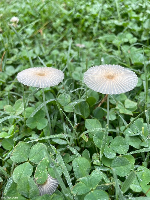 These tiny, delicate little mushrooms are called Japanese Umbrella Inkies. | image tagged in mushrooms,photos,photography | made w/ Imgflip meme maker