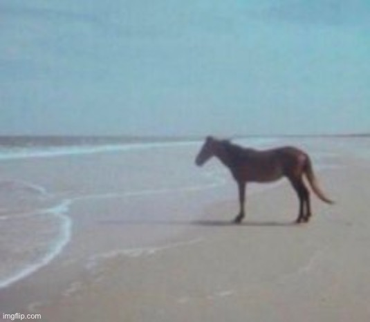 Horse on Beach Man | image tagged in horse on beach man | made w/ Imgflip meme maker