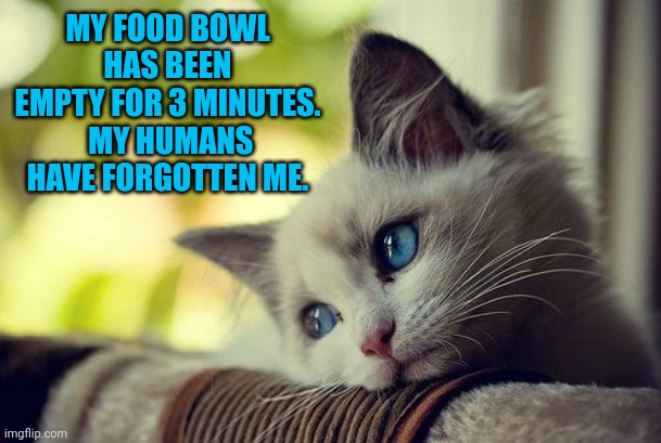 First World Problems Cat | MY FOOD BOWL HAS BEEN EMPTY FOR 3 MINUTES.  MY HUMANS HAVE FORGOTTEN ME. | image tagged in memes,first world problems cat | made w/ Imgflip meme maker