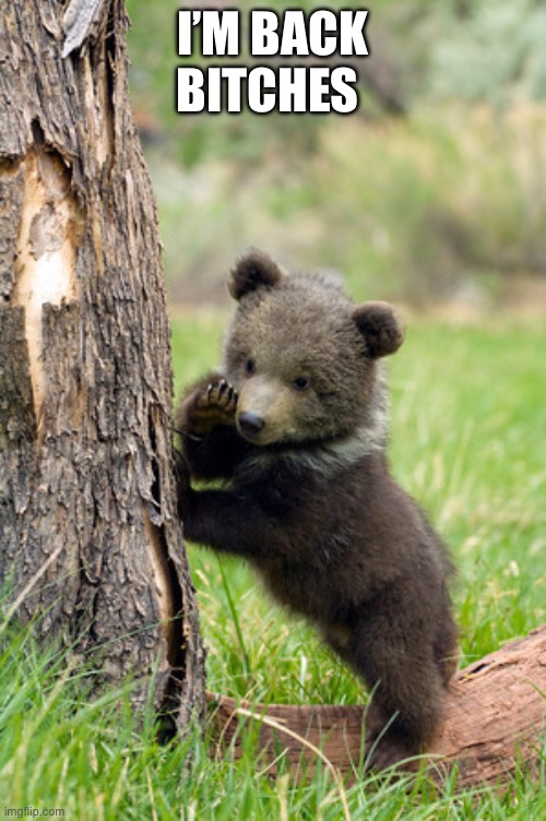 bear cub market black psst im back bitches | I’M BACK BITCHES | image tagged in bear cub market black psst im back bitches | made w/ Imgflip meme maker