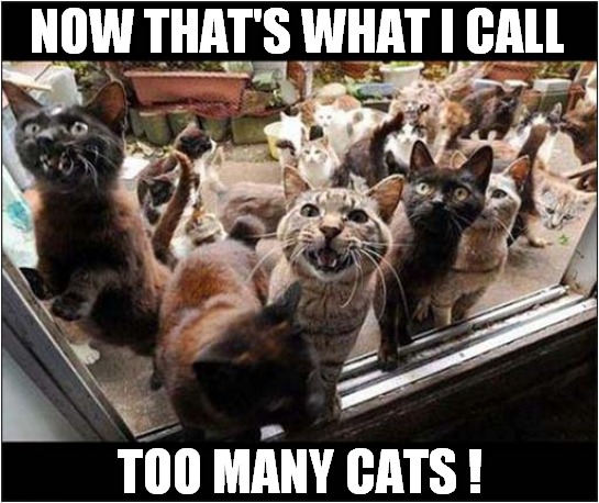 Doorstep Invasion ! | NOW THAT'S WHAT I CALL; TOO MANY CATS ! | image tagged in cats,too many,invasion | made w/ Imgflip meme maker