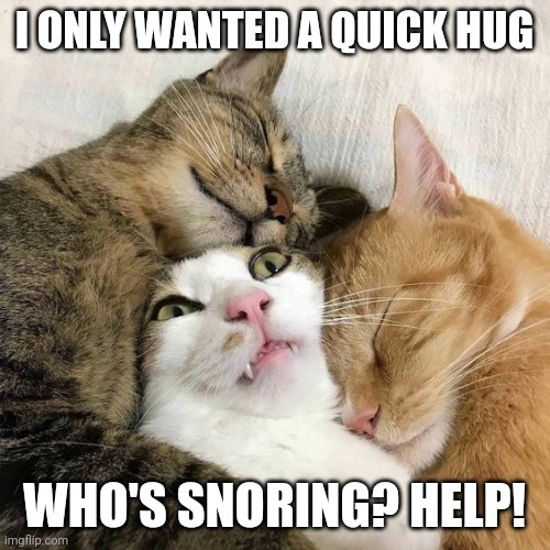 two cats hugging a scared cat | I ONLY WANTED A QUICK HUG; WHO'S SNORING? HELP! | image tagged in two cats hugging a scared cat | made w/ Imgflip meme maker