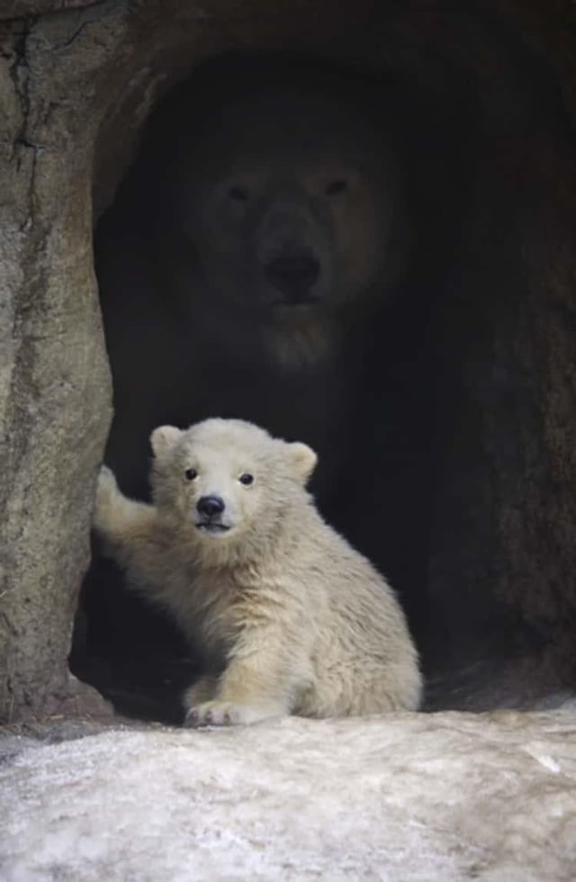 High Quality Polar Bear Hiding Behind Cub Blank Meme Template