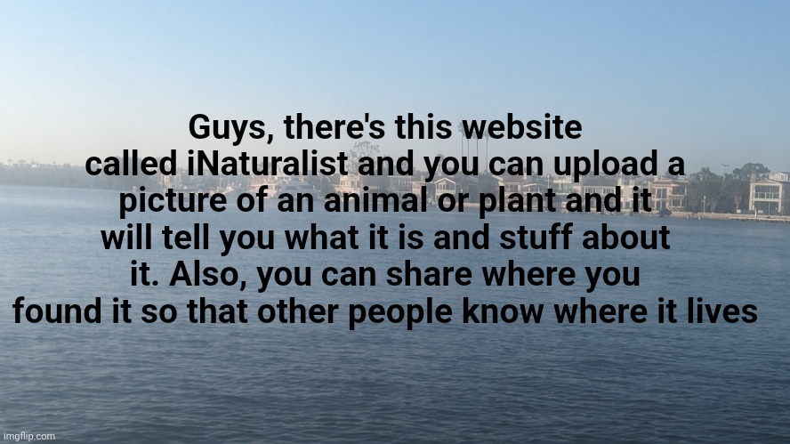 Probably don't use pictures of animals from zoos though | Guys, there's this website called iNaturalist and you can upload a picture of an animal or plant and it will tell you what it is and stuff about it. Also, you can share where you found it so that other people know where it lives | image tagged in chicken warrior announcement template,inaturalist | made w/ Imgflip meme maker