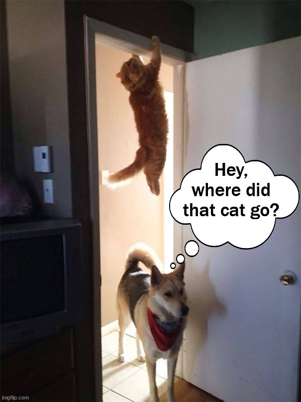 Hey,
where did
that cat go? | image tagged in dogs | made w/ Imgflip meme maker
