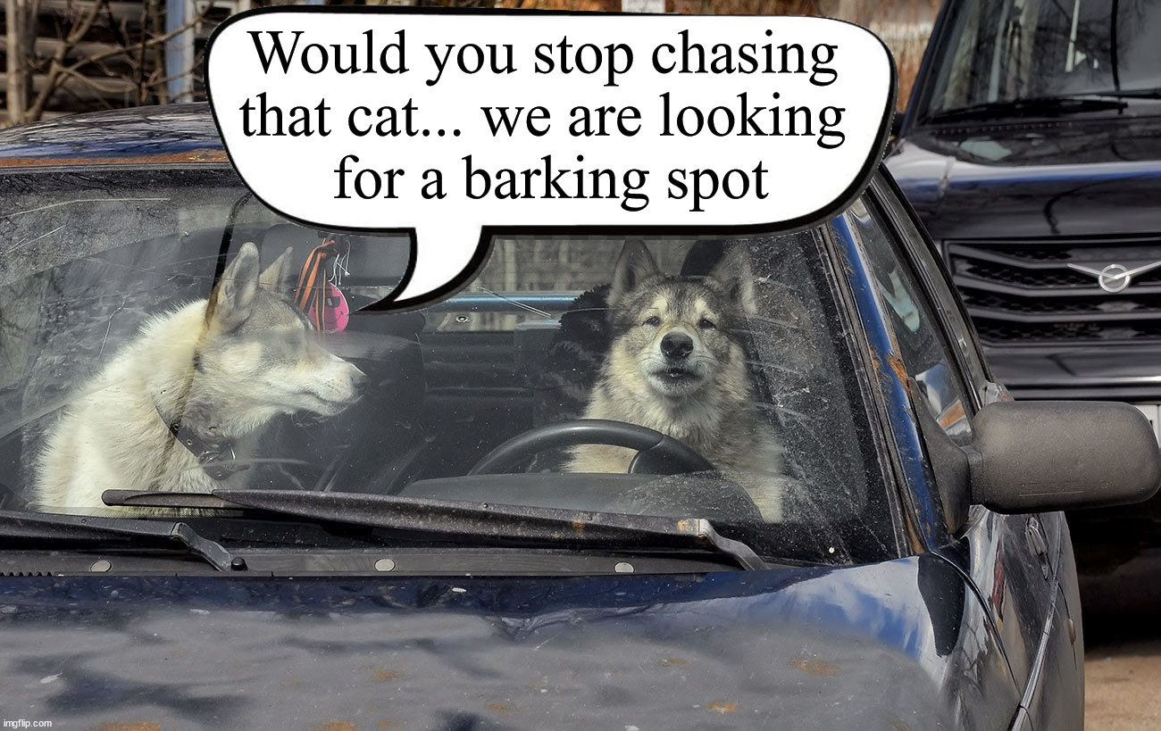 Would you stop chasing 
that cat... we are looking 
for a barking spot | image tagged in dogs | made w/ Imgflip meme maker