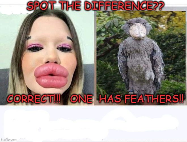 spot the difference | SPOT THE DIFFERENCE?? CORRECT!!!   ONE  HAS FEATHERS!! | image tagged in funny memes | made w/ Imgflip meme maker