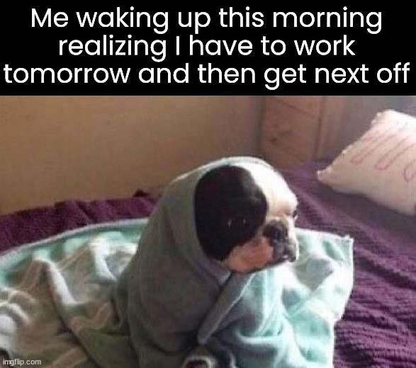 Remember to keep your pets safe with all the fireworks going off. | Me waking up this morning realizing I have to work tomorrow and then get next off | image tagged in working,pets,safety first | made w/ Imgflip meme maker