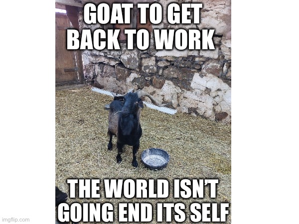 Black Goat | GOAT TO GET BACK TO WORK; THE WORLD ISN’T GOING END ITS SELF | image tagged in goat,funny goat,work,end of the world,horror movies,goth | made w/ Imgflip meme maker