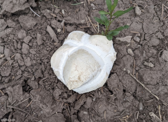 Western Giant Puffball (pretty sure this is a mushroom) | image tagged in mushroom,shrooms,fungus | made w/ Imgflip meme maker