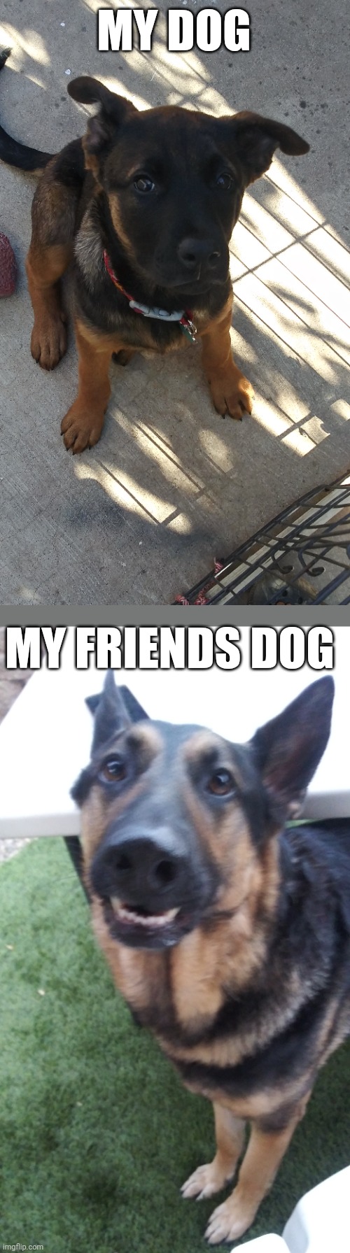 Puppy dog | MY DOG; MY FRIENDS DOG | image tagged in dogs,cute,photo | made w/ Imgflip meme maker