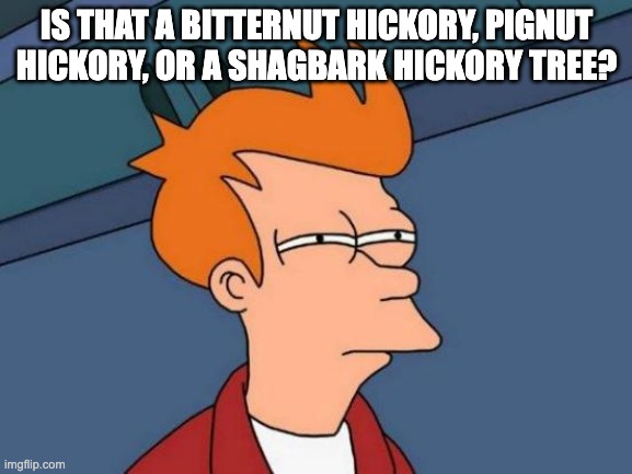 Find out... theIMG.info | IS THAT A BITTERNUT HICKORY, PIGNUT HICKORY, OR A SHAGBARK HICKORY TREE? | image tagged in futurama fry,letsgetwordy,theimginfo,ai,vision,hashtag | made w/ Imgflip meme maker