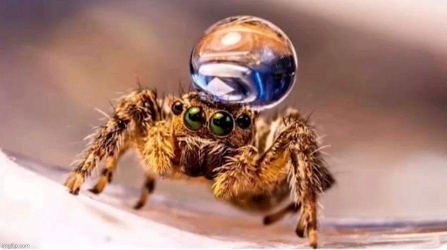 Peacock spiders wear droplets on their heads to attract potential mates | image tagged in spider,cute | made w/ Imgflip meme maker