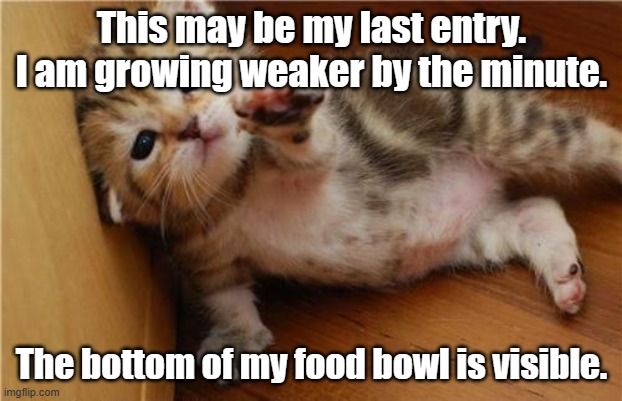 Help Me Kitten | This may be my last entry. I am growing weaker by the minute. The bottom of my food bowl is visible. | image tagged in help me kitten,cats,kittens,cat food,hungry | made w/ Imgflip meme maker